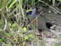 Day04 - 32 * Grey-necked Wood-rail